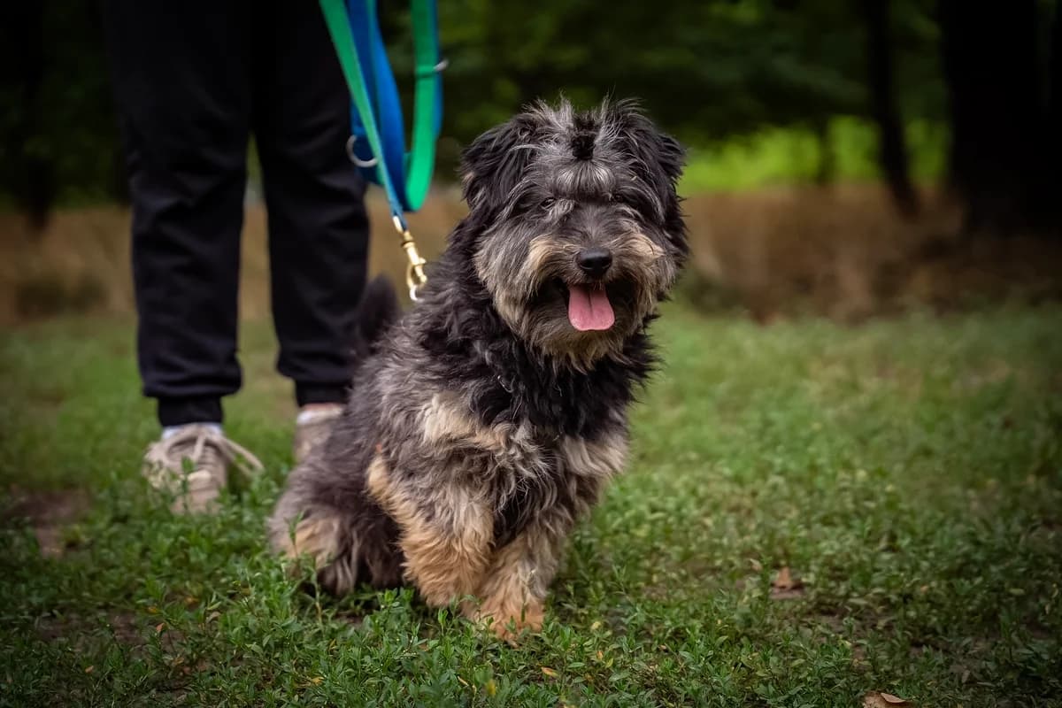 Dredzik, male 6yo Mixed Breed for adoption at Schronisko Tomaszów Mazowiecki