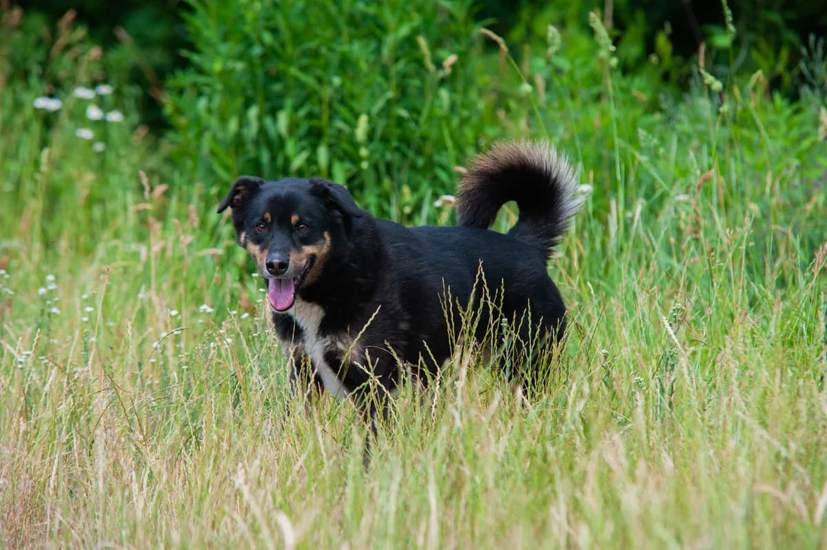 Dworek, male 6yo Mixed Breed for adoption at Schronisko Tomaszów Mazowiecki
