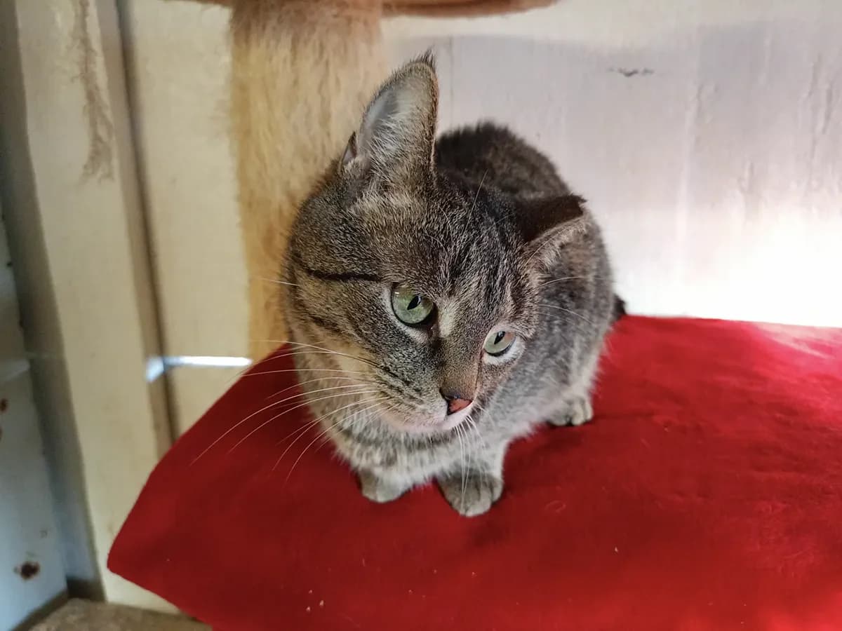 Fiona, female 6yo Mixed Breed for adoption at Schronisko Tomaszów Mazowiecki