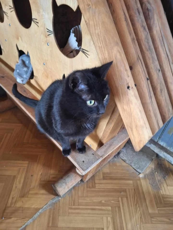 Fredzia, female 3yo Mixed Breed for adoption at Schronisko Tomaszów Mazowiecki