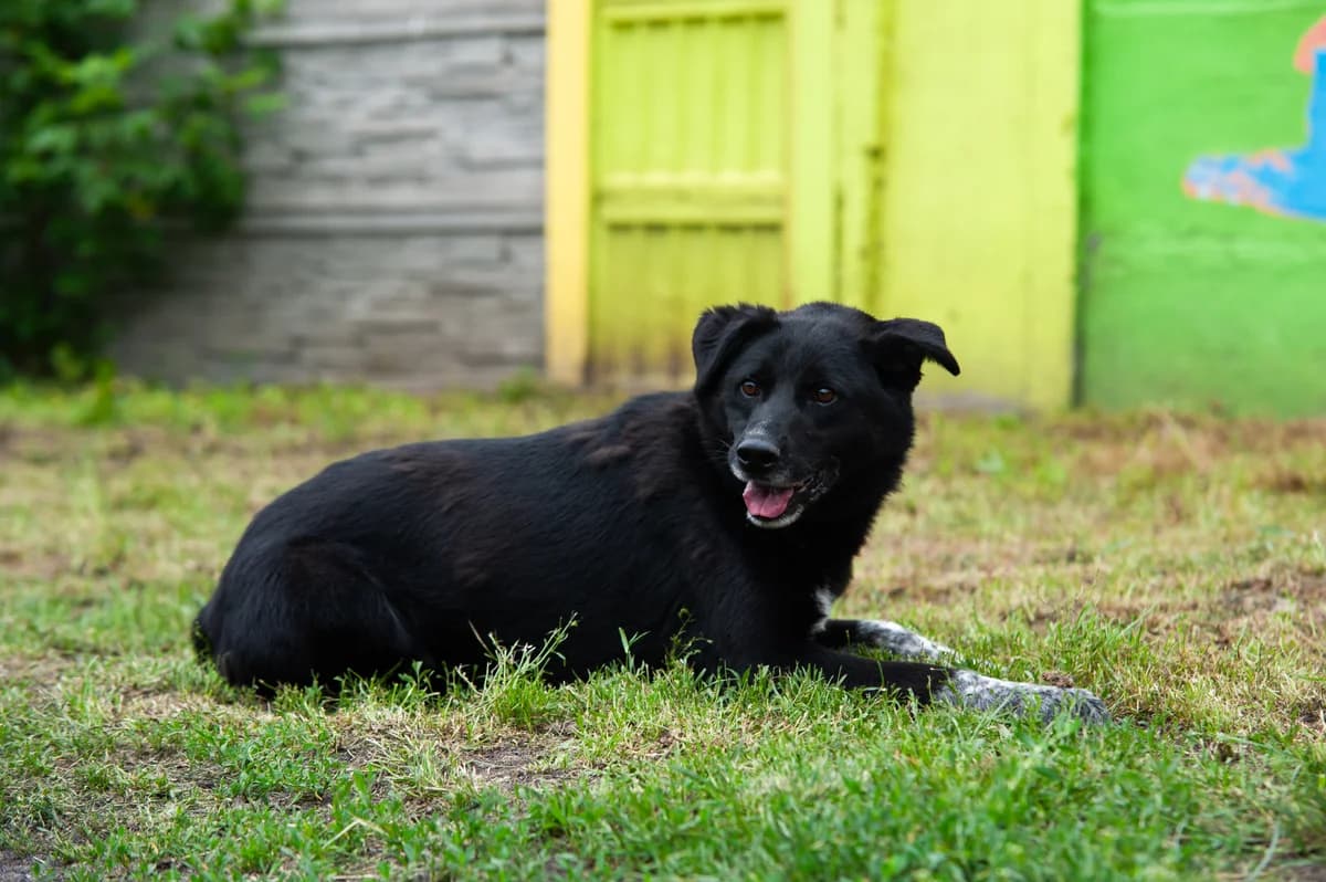 Gump, male 6yo Mixed Breed for adoption at Schronisko Tomaszów Mazowiecki