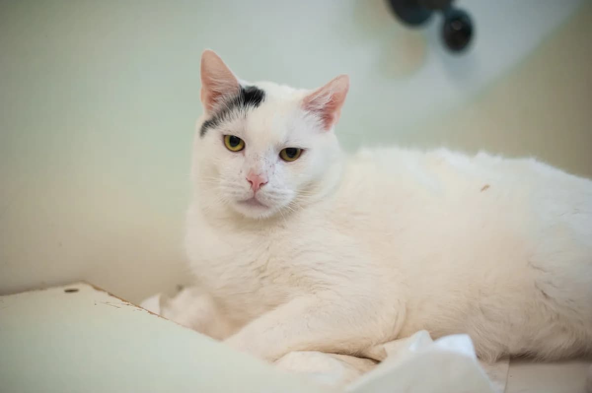 Imbir, male 6yo Mixed Breed for adoption at Schronisko Tomaszów Mazowiecki