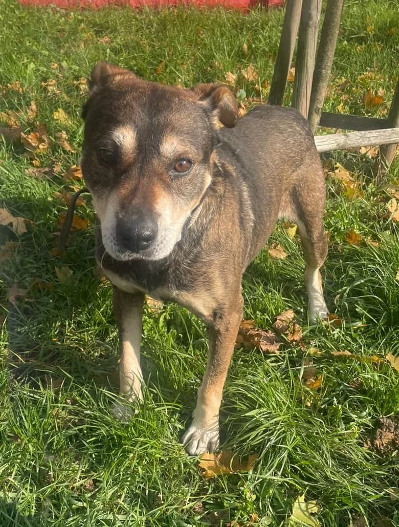 Koleś, male 6yo Mixed Breed for adoption at Schronisko Tomaszów Mazowiecki