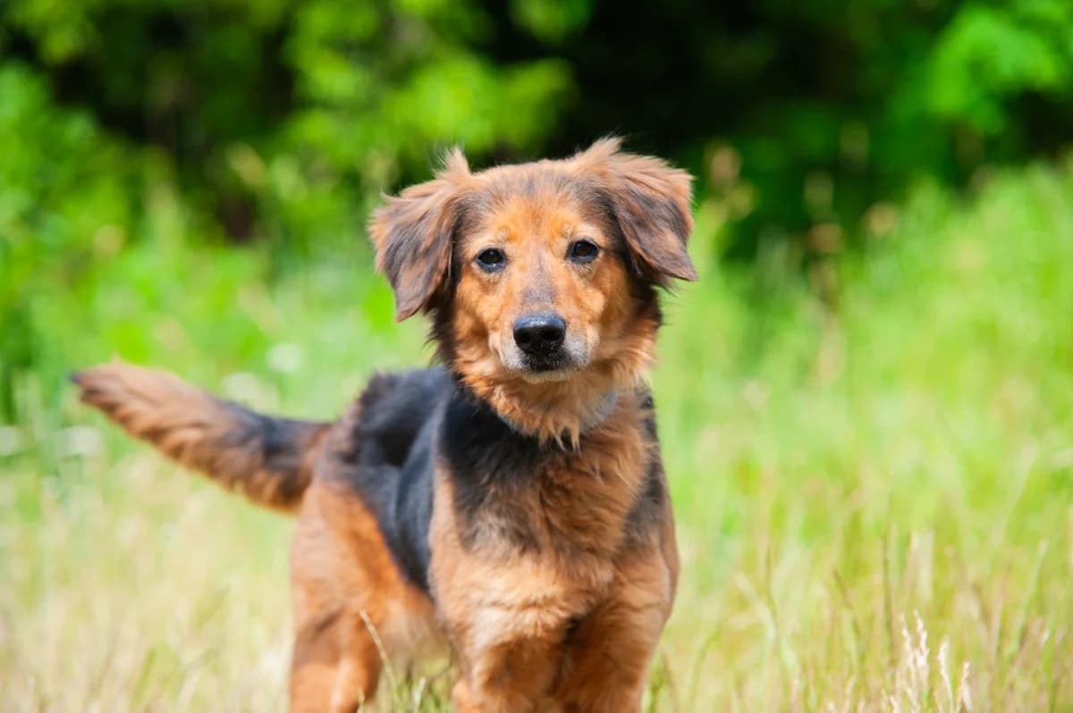 Kulka, female 6yo Mixed Breed for adoption at Schronisko Tomaszów Mazowiecki
