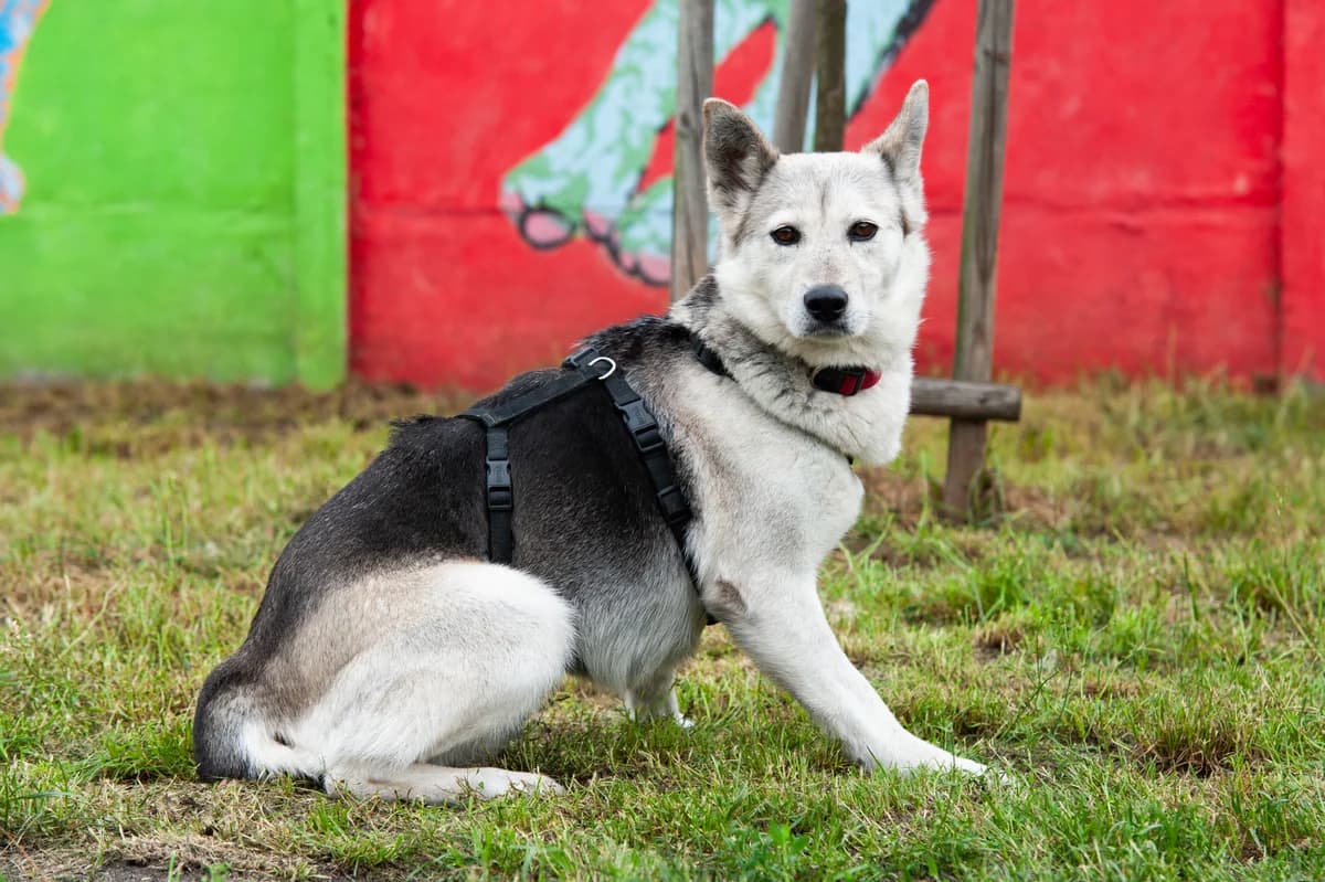 Lizbona, female 6yo Mixed Breed for adoption at Schronisko Tomaszów Mazowiecki