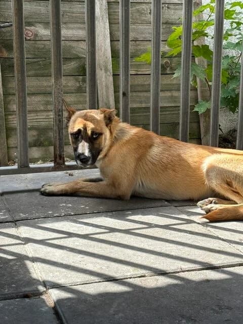 Lubawa, female 3yo Mixed Breed for adoption at Schronisko Tomaszów Mazowiecki