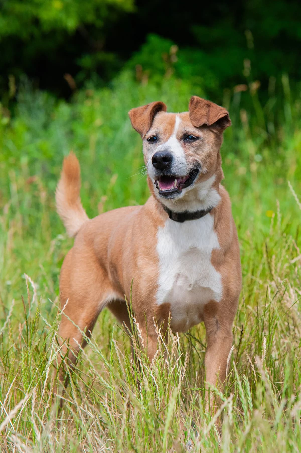Mika, female 6yo Mixed Breed for adoption at Schronisko Tomaszów Mazowiecki