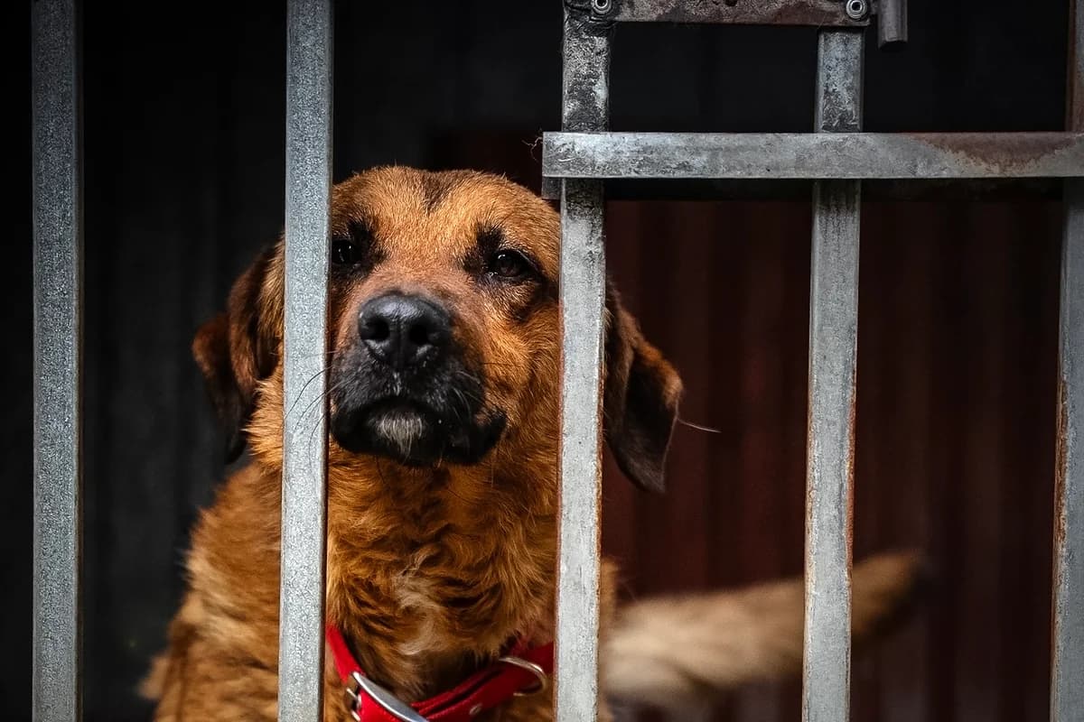 Obelix, male 3yo Mixed Breed for adoption at Schronisko Tomaszów Mazowiecki