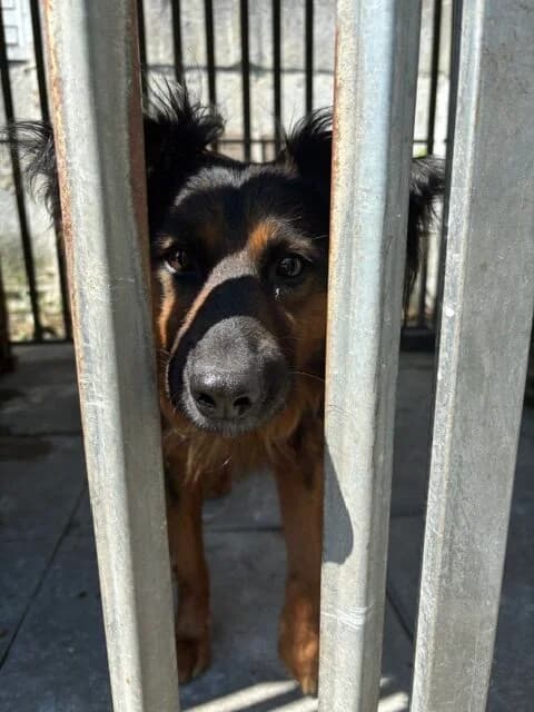 Pączek, male Mixed Breed for adoption at Schronisko Tomaszów Mazowiecki