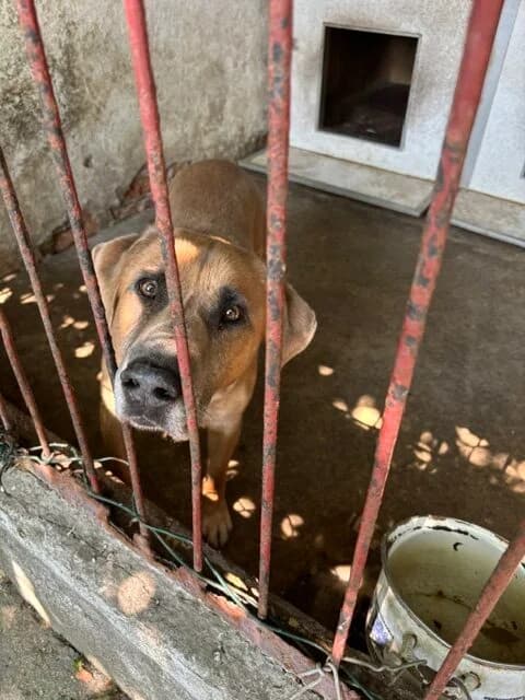 Piorun, male 6yo Mixed Breed for adoption at Schronisko Tomaszów Mazowiecki