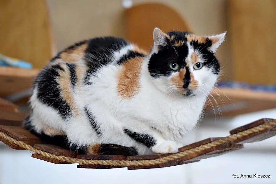 /K, female 3yo Mixed Breed for adoption at Schronisko Torun, Toruń