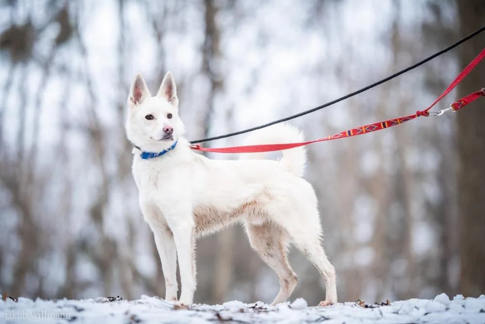w DT, male 3yo Mixed Breed for adoption at Schronisko Torun, Toruń