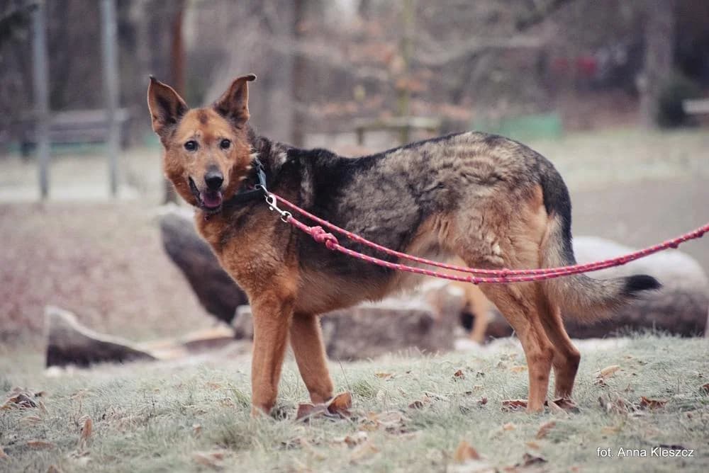 z Radys, female senior Mixed Breed for adoption at Schronisko Torun, Toruń