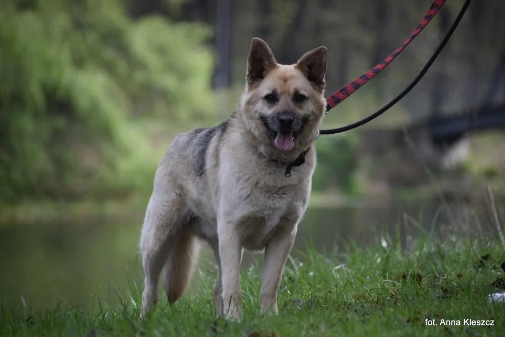 Pies poz. 23/0113, male 6yo Mixed Breed for adoption at Schronisko Torun, Toruń