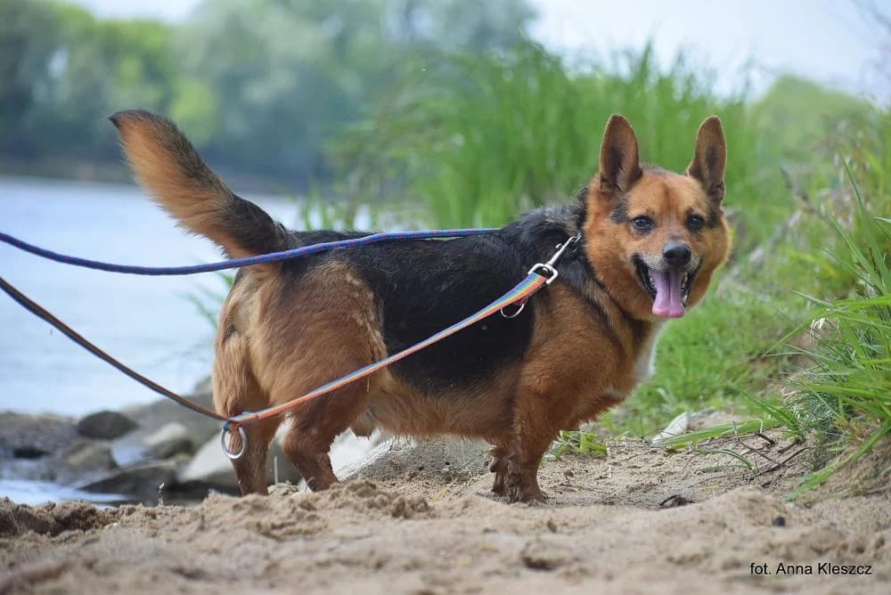 Pies poz. 23/0112, male senior Mixed Breed for adoption at Schronisko Torun, Toruń