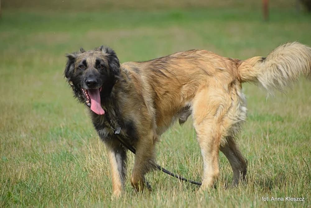 Pies poz. 22/0810, male 4yo Mixed Breed for adoption at Schronisko Torun, Toruń