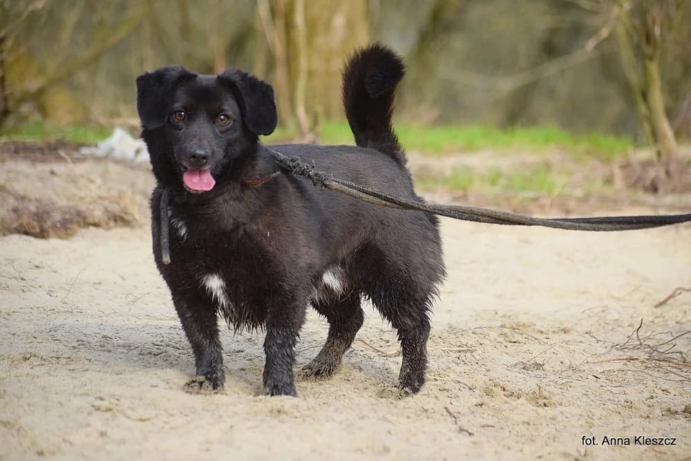 Pies poz. 23/0247, male 7yo Mixed Breed for adoption at Schronisko Torun, Toruń