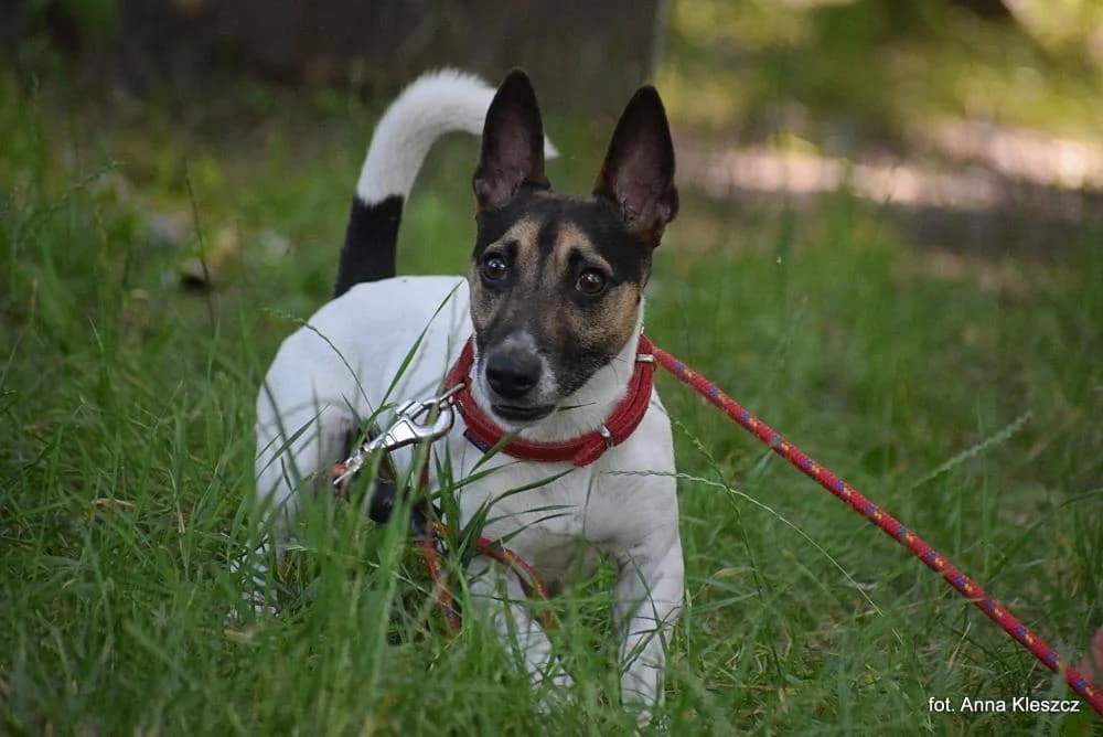 w DT, male 3yo Mixed Breed for adoption at Schronisko Torun, Toruń
