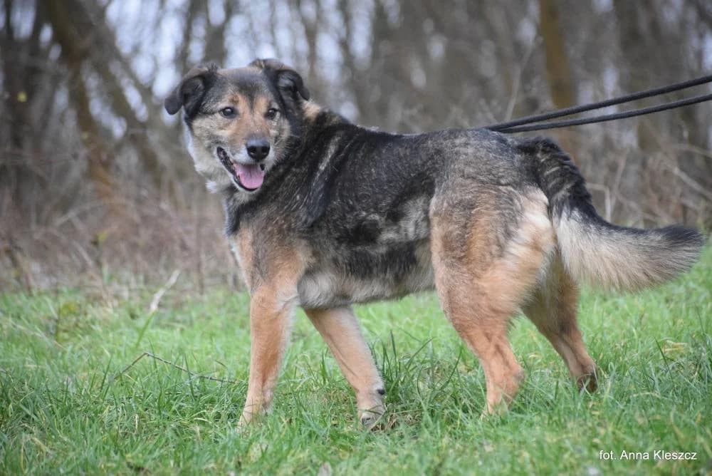 Pies poz. 23/0604, male 3yo Mixed Breed for adoption at Schronisko Torun, Toruń