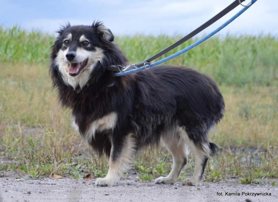 z Radys (w DT), male Mixed Breed for adoption at Schronisko Torun, Toruń