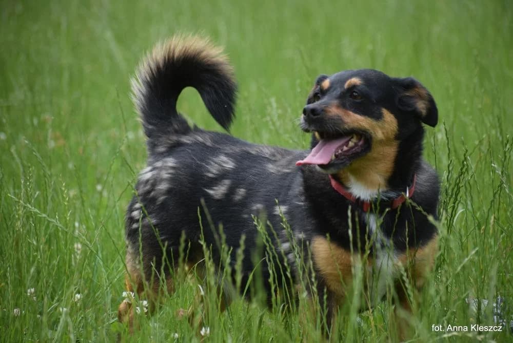 Suczka poz. 23/0795, female Mixed Breed for adoption at Schronisko Torun, Toruń
