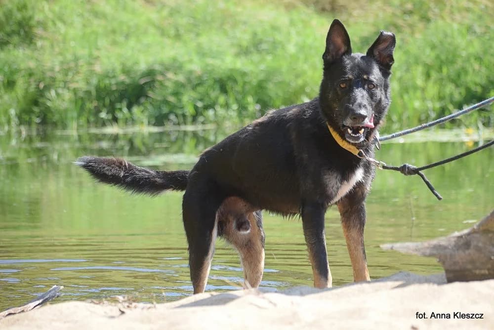 Pies poz. 23/0623, male 6yo Mixed Breed for adoption at Schronisko Torun, Toruń