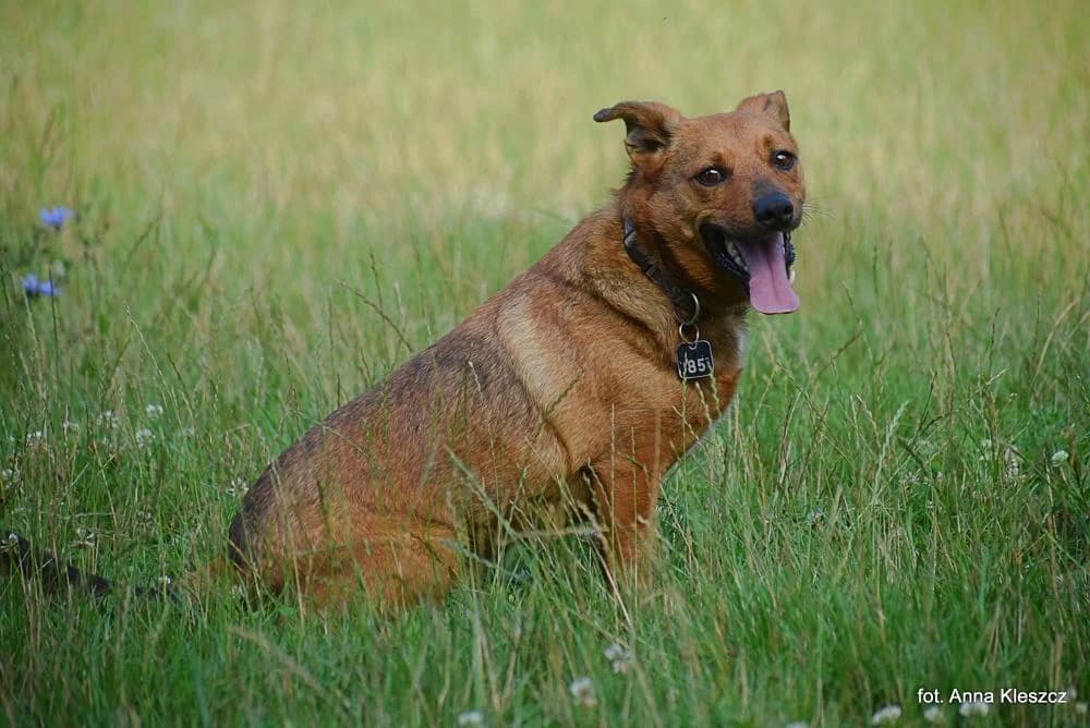 Pies poz. 24/0024, male 6yo Mixed Breed for adoption at Schronisko Torun, Toruń