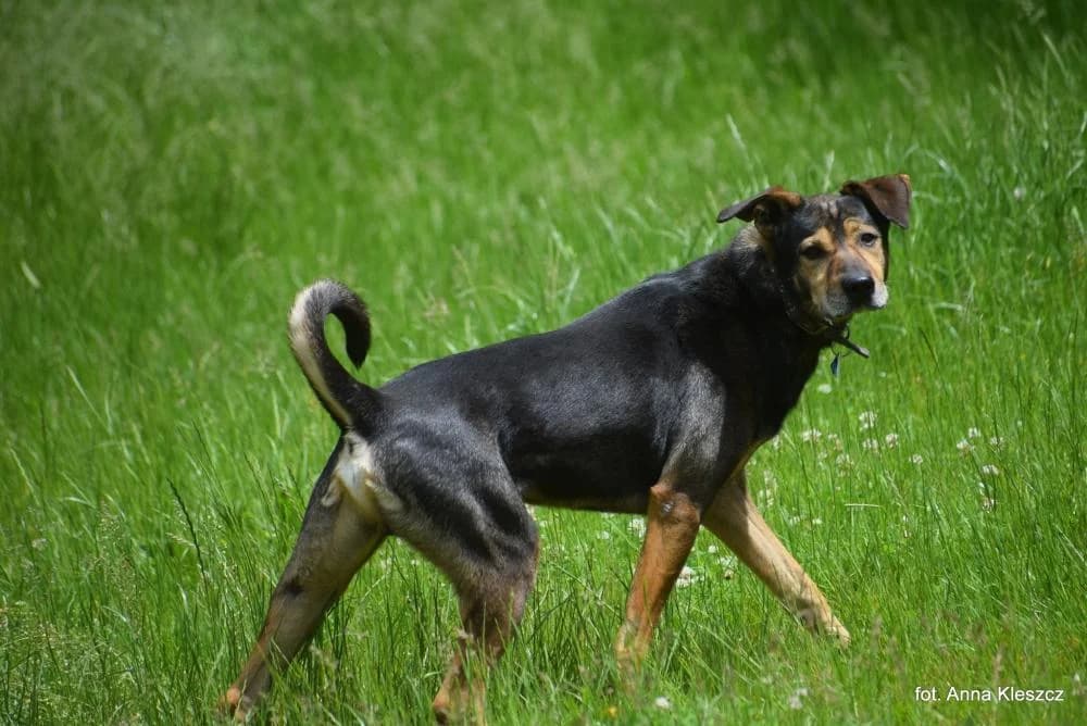 Pies poz. 24/0040, male 7yo Mixed Breed for adoption at Schronisko Torun, Toruń
