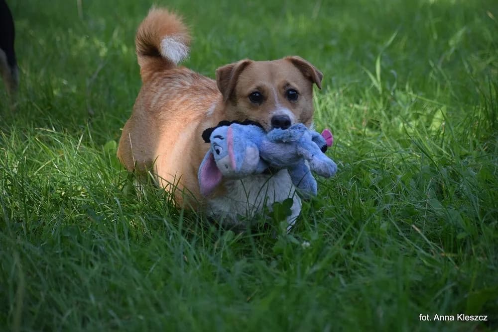 w DT, male Mixed Breed for adoption at Schronisko Torun, Toruń