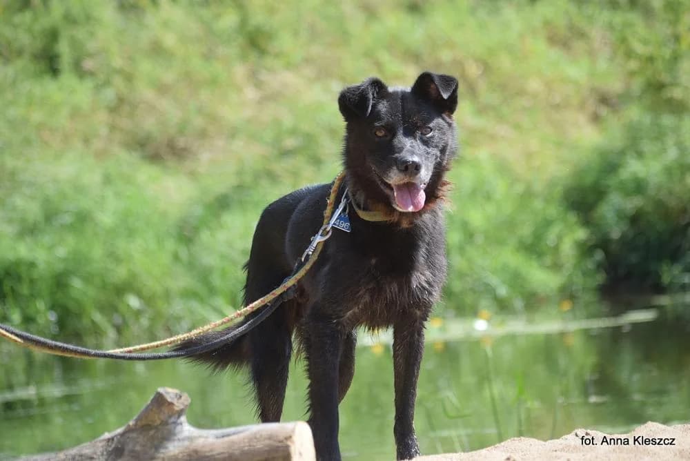 Pies poz. 24/0104, male 6yo Mixed Breed for adoption at Schronisko Torun, Toruń