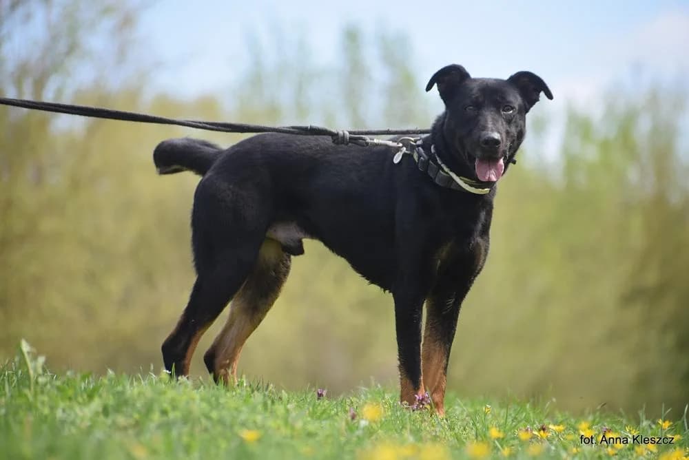 Pies poz. 24/0228, male 4yo Mixed Breed for adoption at Schronisko Torun, Toruń