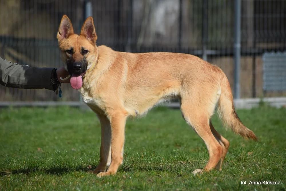 Suczka poz. 24/0229, female young Mixed Breed for adoption at Schronisko Torun, Toruń