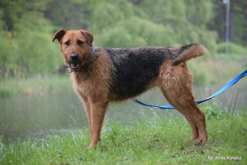Suczka poz. 24/0260, female 7yo Mixed Breed for adoption at Schronisko Torun, Toruń