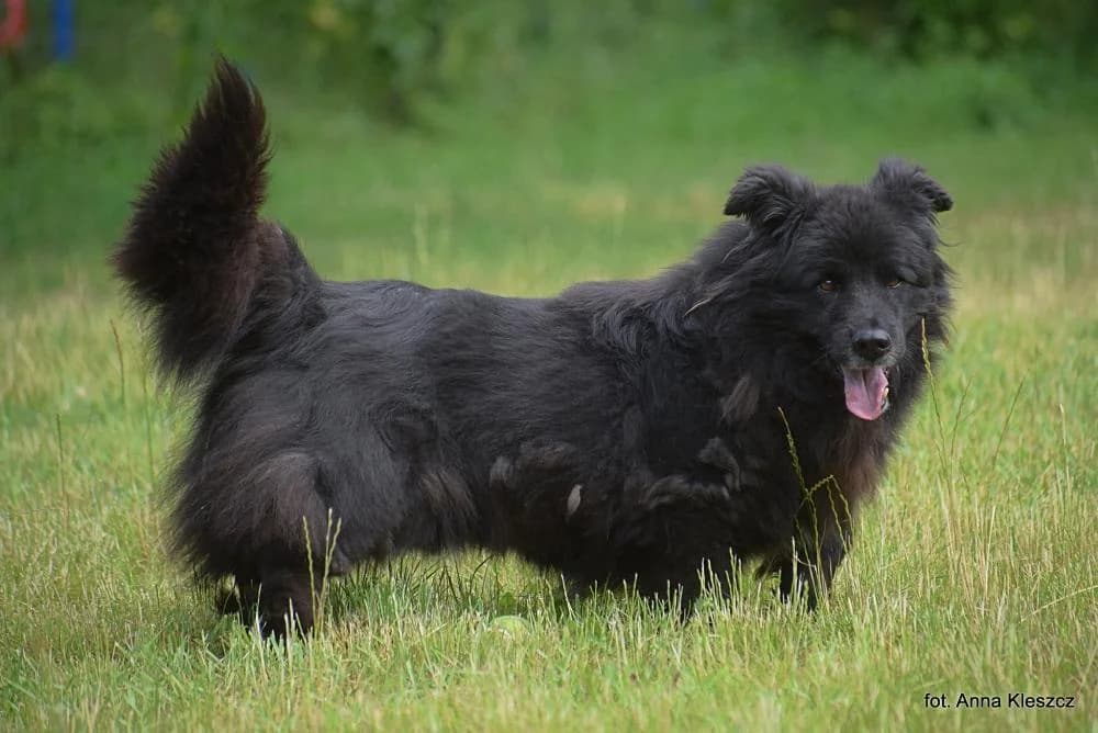 w DT, male Mixed Breed for adoption at Schronisko Torun, Toruń