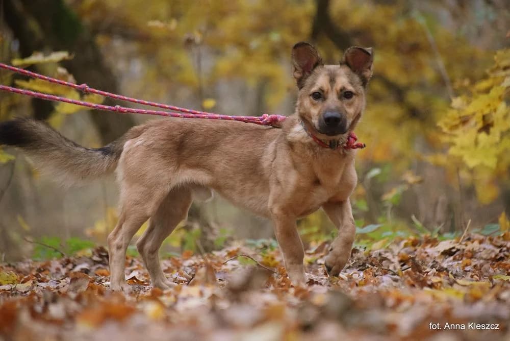 Pies poz. 24/0318, male 5yo Mixed Breed for adoption at Schronisko Torun, Toruń