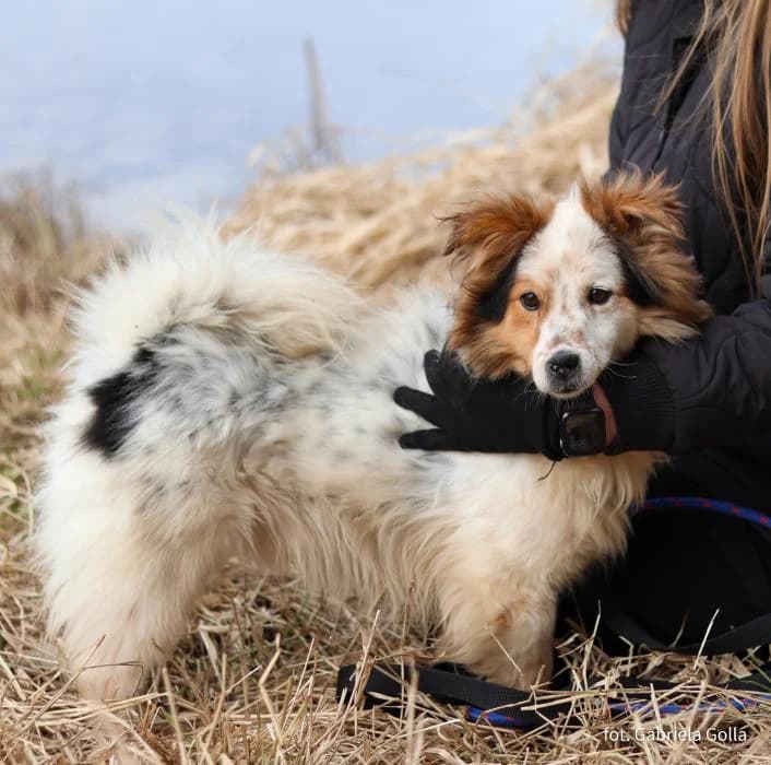 Pies poz. 24/0293, male Mixed Breed for adoption at Schronisko Torun, Toruń