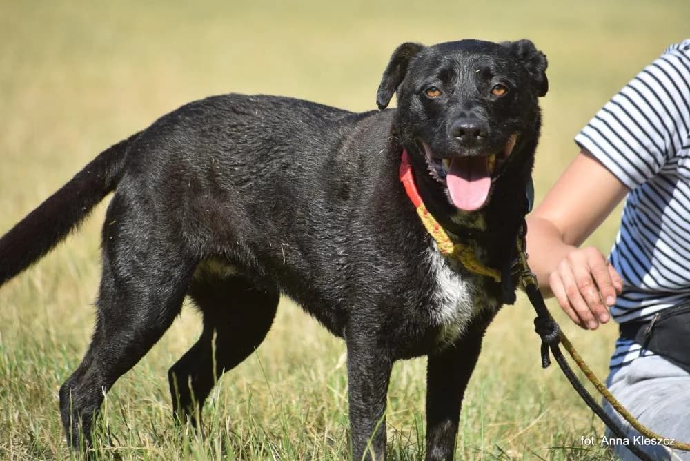 Suczka poz. 24/0378, female senior Mixed Breed for adoption at Schronisko Torun, Toruń