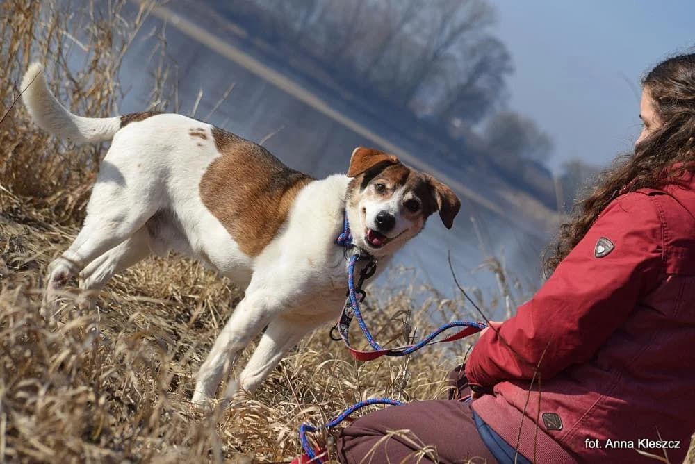 Pies poz. 24/0261, male senior Mixed Breed for adoption at Schronisko Torun, Toruń