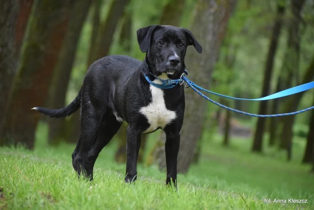 Pies poz. 24/0448, male young Mixed Breed for adoption at Schronisko Torun, Toruń