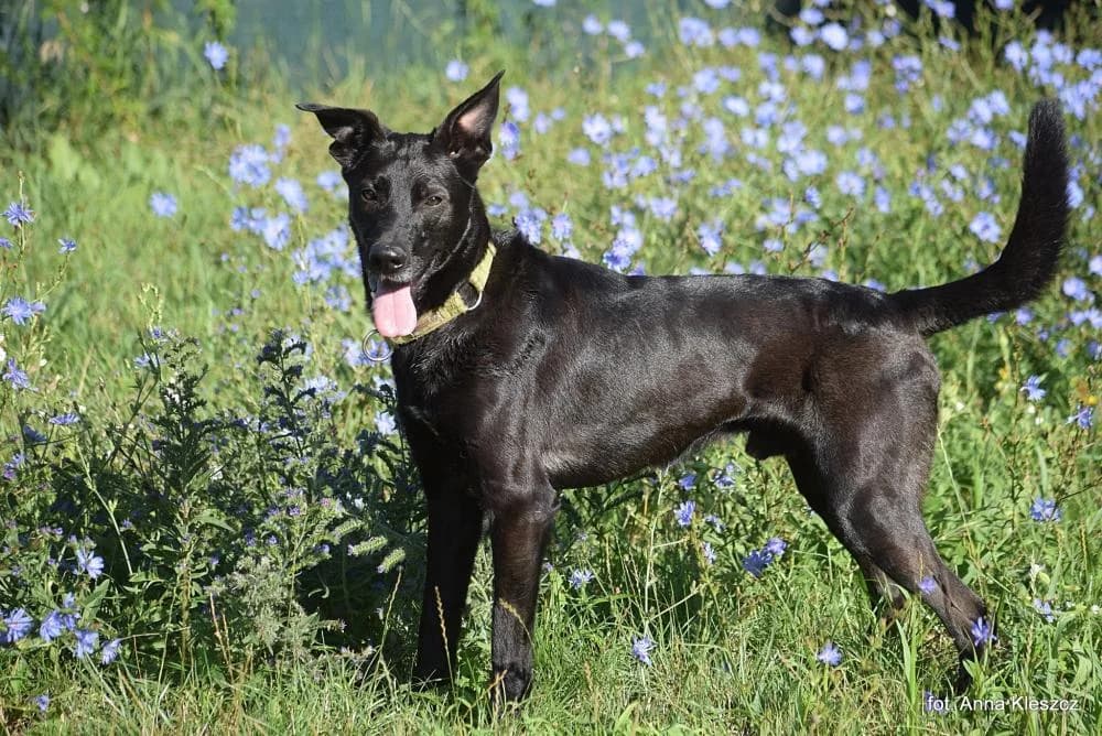 Pies poz. 24/0352, male 5yo Mixed Breed for adoption at Schronisko Torun, Toruń