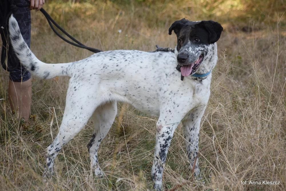 Suczka poz. 24/0549, female Mixed Breed for adoption at Schronisko Torun, Toruń