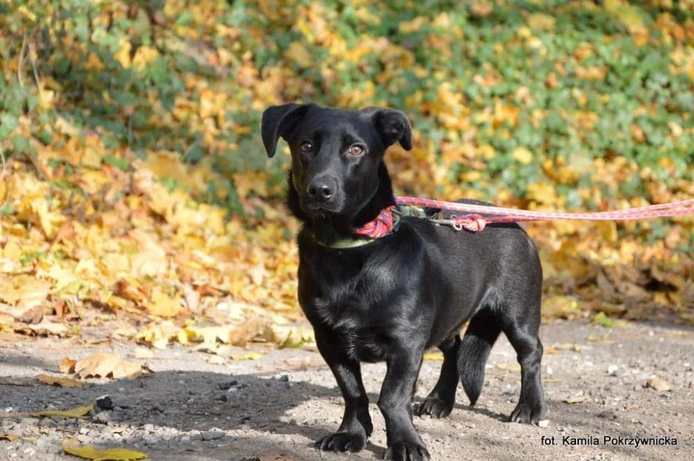 Pies poz. 24/0689, male Mixed Breed for adoption at Schronisko Torun, Toruń
