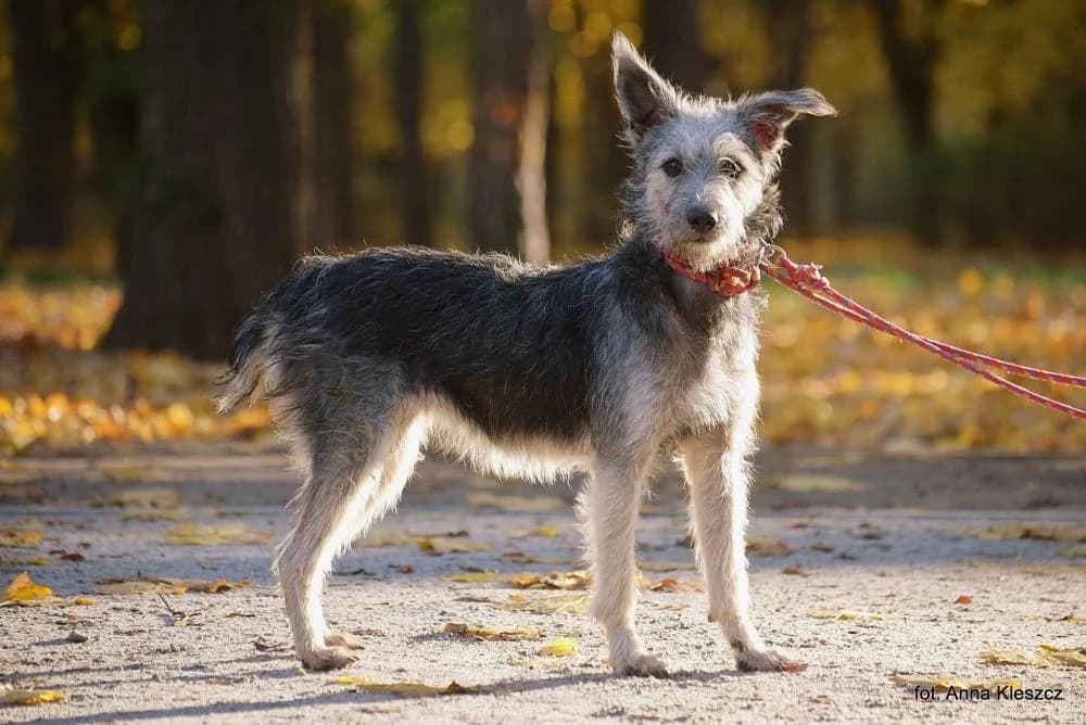 w DT, female Mixed Breed for adoption at Schronisko Torun, Toruń