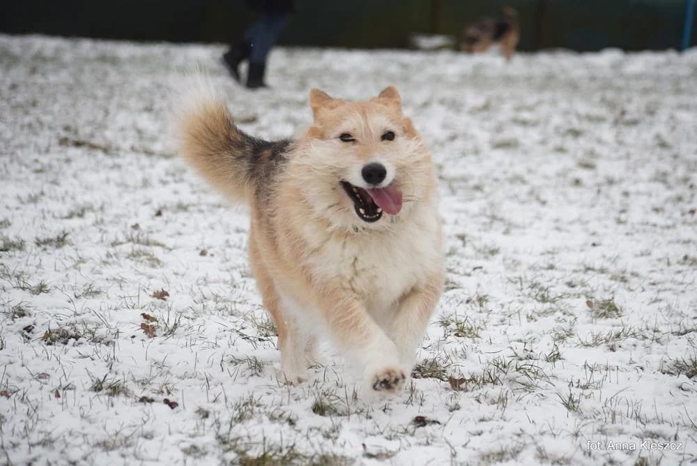 w DT, male 7yo Mixed Breed for adoption at Schronisko Torun, Toruń