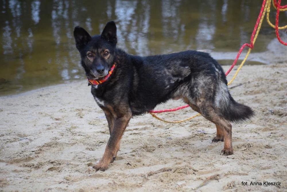 Pies poz. 24/0803, male senior Mixed Breed for adoption at Schronisko Torun, Toruń