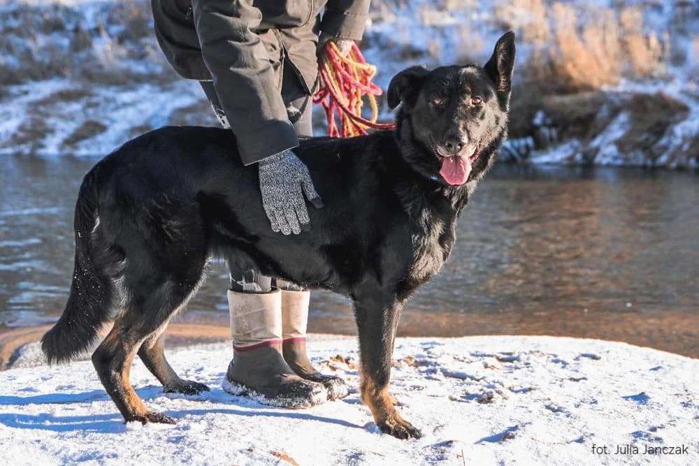 Suczka poz. 24/0828, female 7yo Mixed Breed for adoption at Schronisko Torun, Toruń