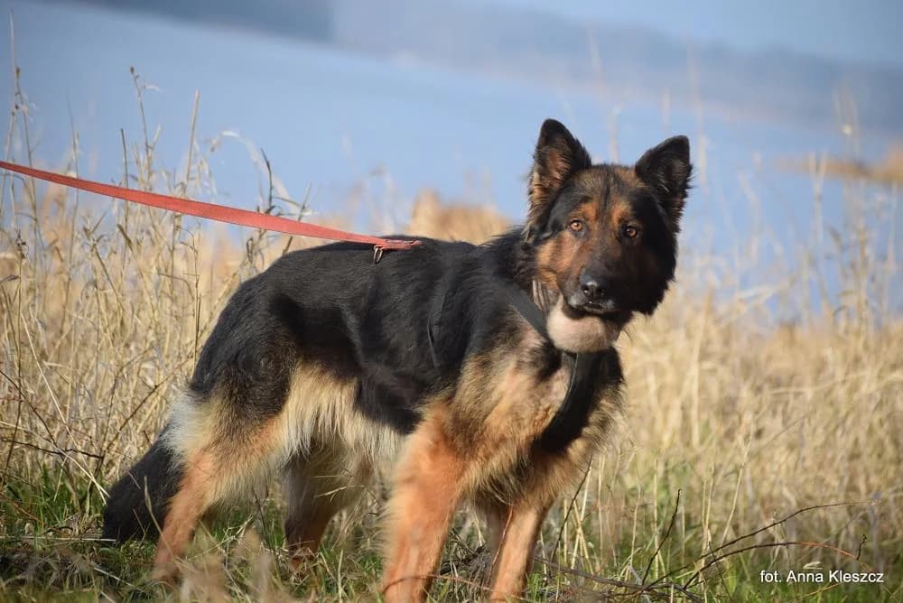 Pies poz. 24/0827, male 4yo Mixed Breed for adoption at Schronisko Torun, Toruń