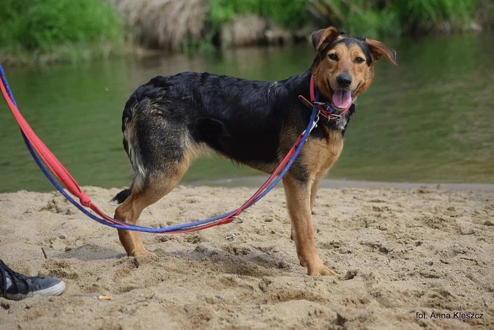 Suczka poz. 25/0117, female 5yo Mixed Breed for adoption at Schronisko Torun, Toruń