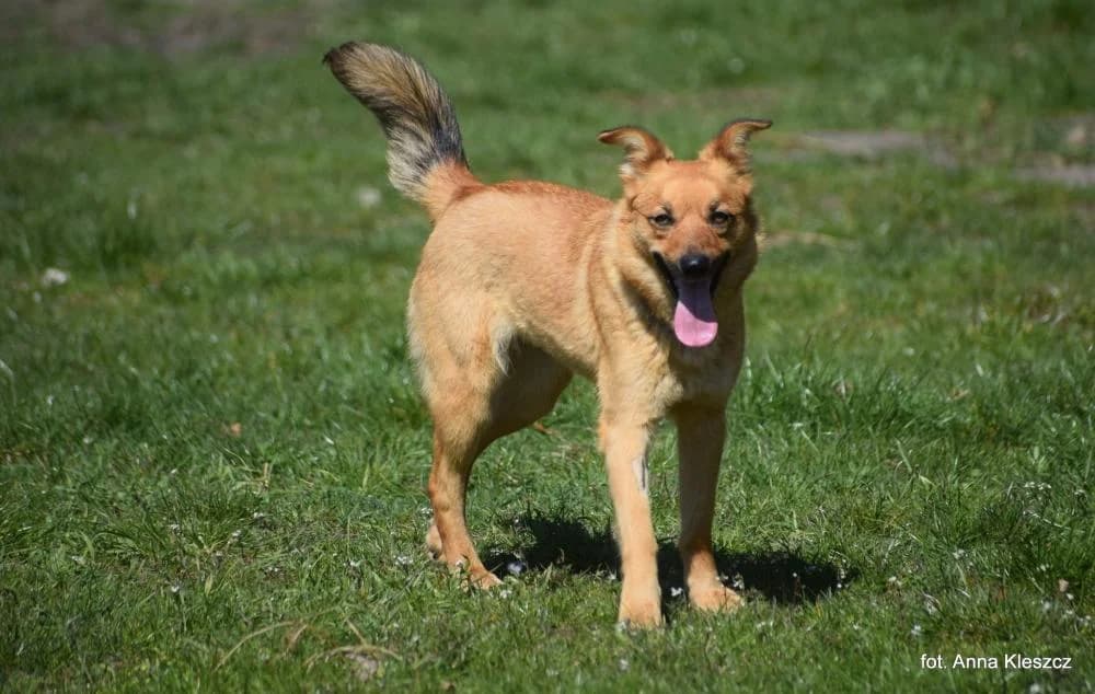 w DT, female young Mixed Breed for adoption at Schronisko Torun, Toruń