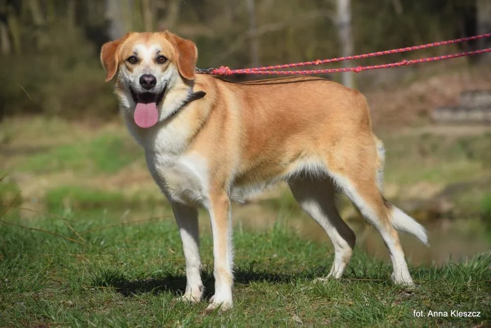 Suczka poz. 25/0203, female 3yo Mixed Breed for adoption at Schronisko Torun, Toruń